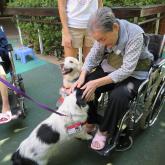 Visit by dog doctors