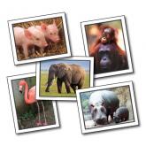 Large print learning card