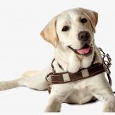 guide dog