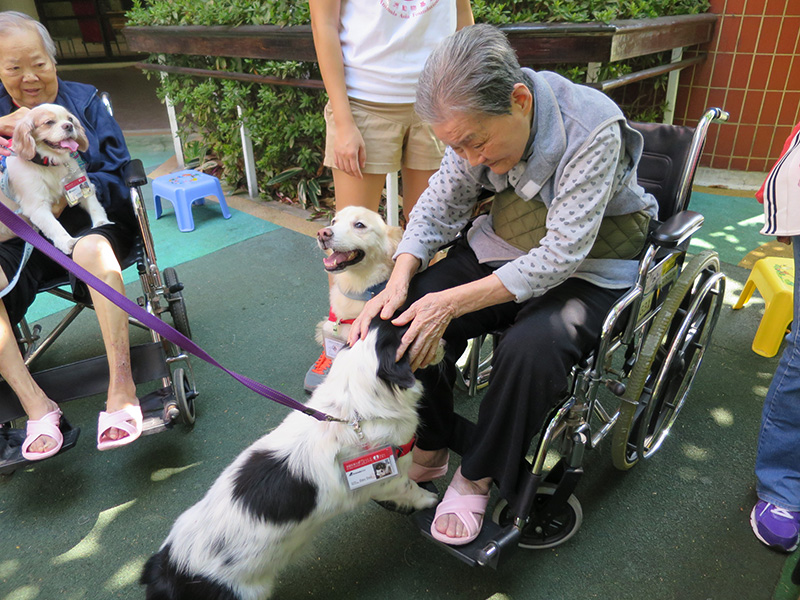 Visit by dog doctors