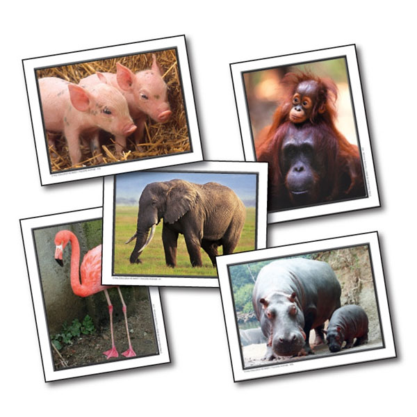 Large print learning card